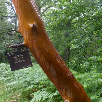 An Arbutus Menziesii Tree